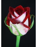 Троянда чайно-гібридна Люксор (біло-червона) | Tea hybrid rose Luxor | Роза чайно-гибридная Люксор (бело-красная)